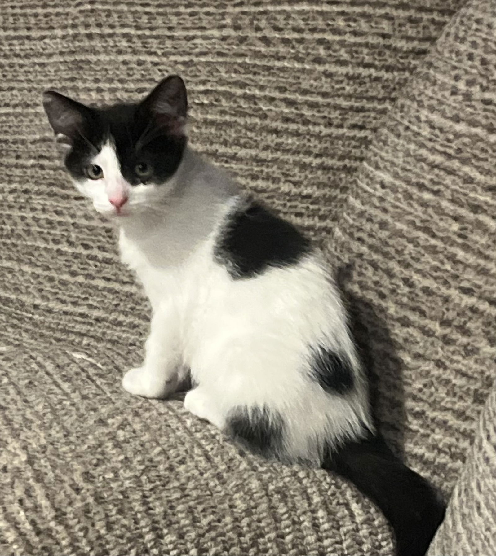 adoptable Cat in Princeton, MN named Butterball