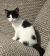 adoptable Cat in princeton, MN named Butterball