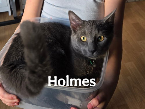Holmes