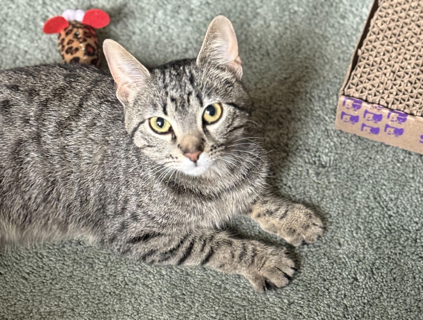 adoptable Cat in Princeton, MN named Maybelle