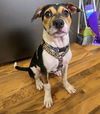 adoptable Dog in Princeton, MN named Bailee