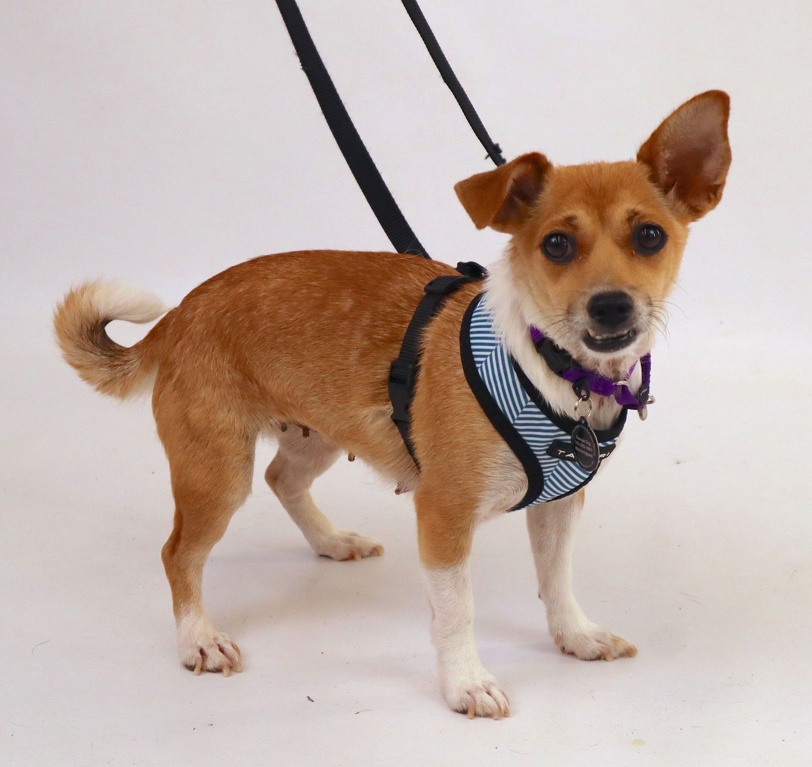 adoptable Dog in Princeton, MN named Kerry