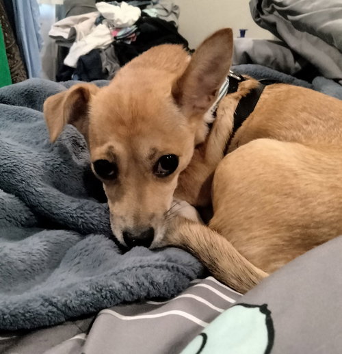 picture of the dog needing adoption