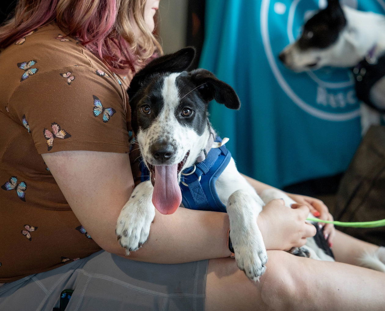 adoptable Dog in Princeton, MN named Louise