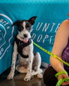 adoptable Dog in princeton, MN named Thelma