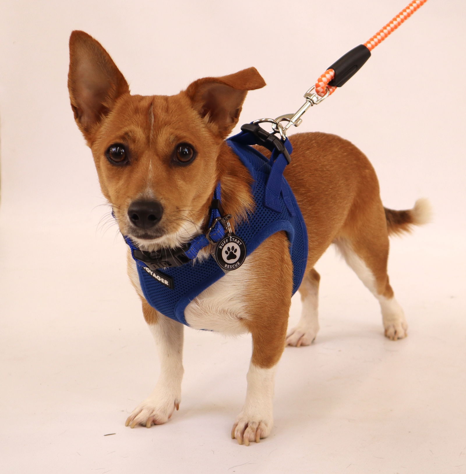 adoptable Dog in Princeton, MN named Walter