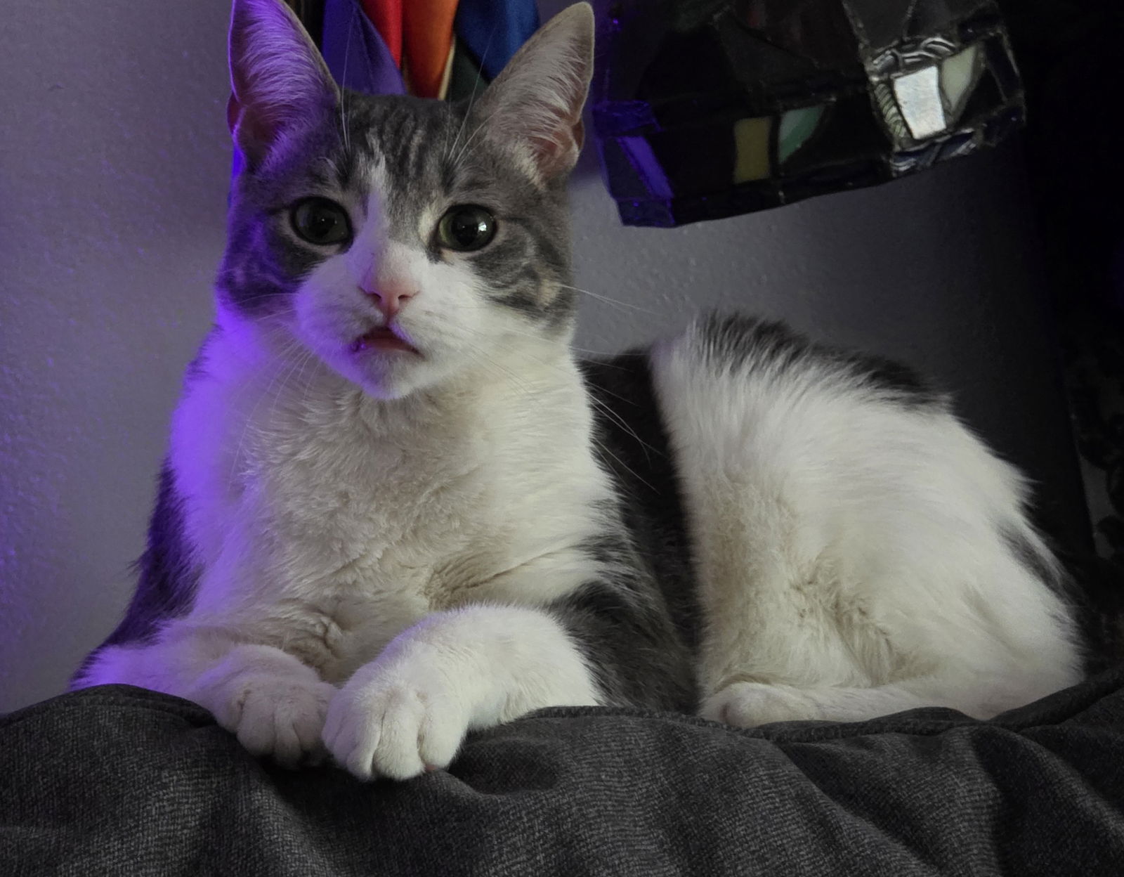 adoptable Cat in Princeton, MN named Jameson
