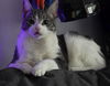 adoptable Cat in princeton, MN named Jameson