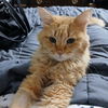 adoptable Cat in , MN named Bart
