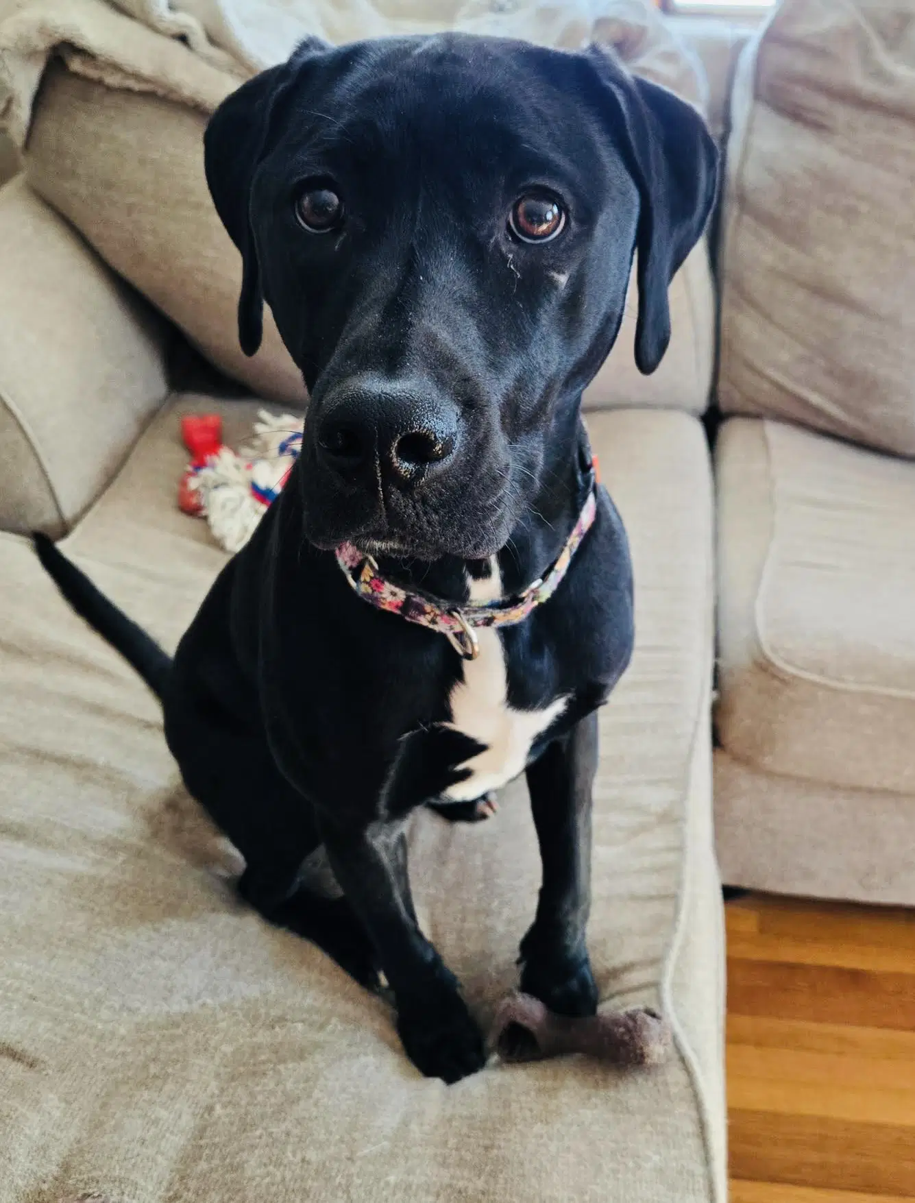 Kismet - Labrador Retriever