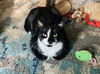 adoptable Cat in princeton, MN named Tinny