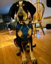 adoptable Dog in , MN named Tad Arthur