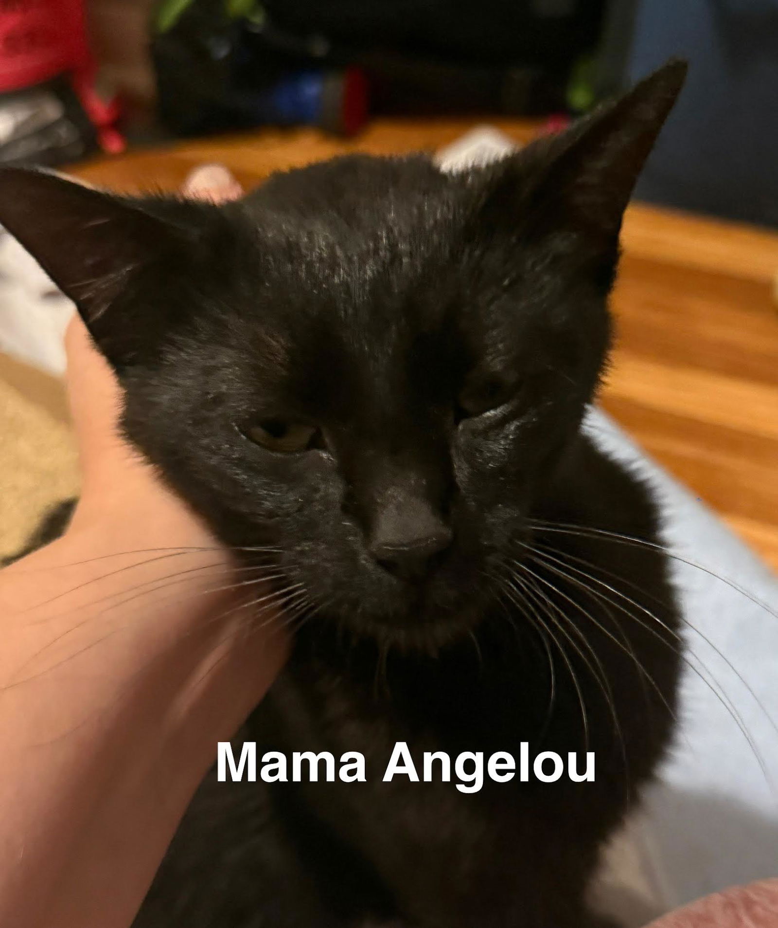 adoptable Cat in Saint Paul, MN named Mama Angelou