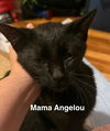 adoptable Cat in , MN named Mama Angelou