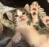 adoptable Cat in , MN named Dorothy Parker
