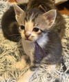 adoptable Cat in , MN named Robert Frost