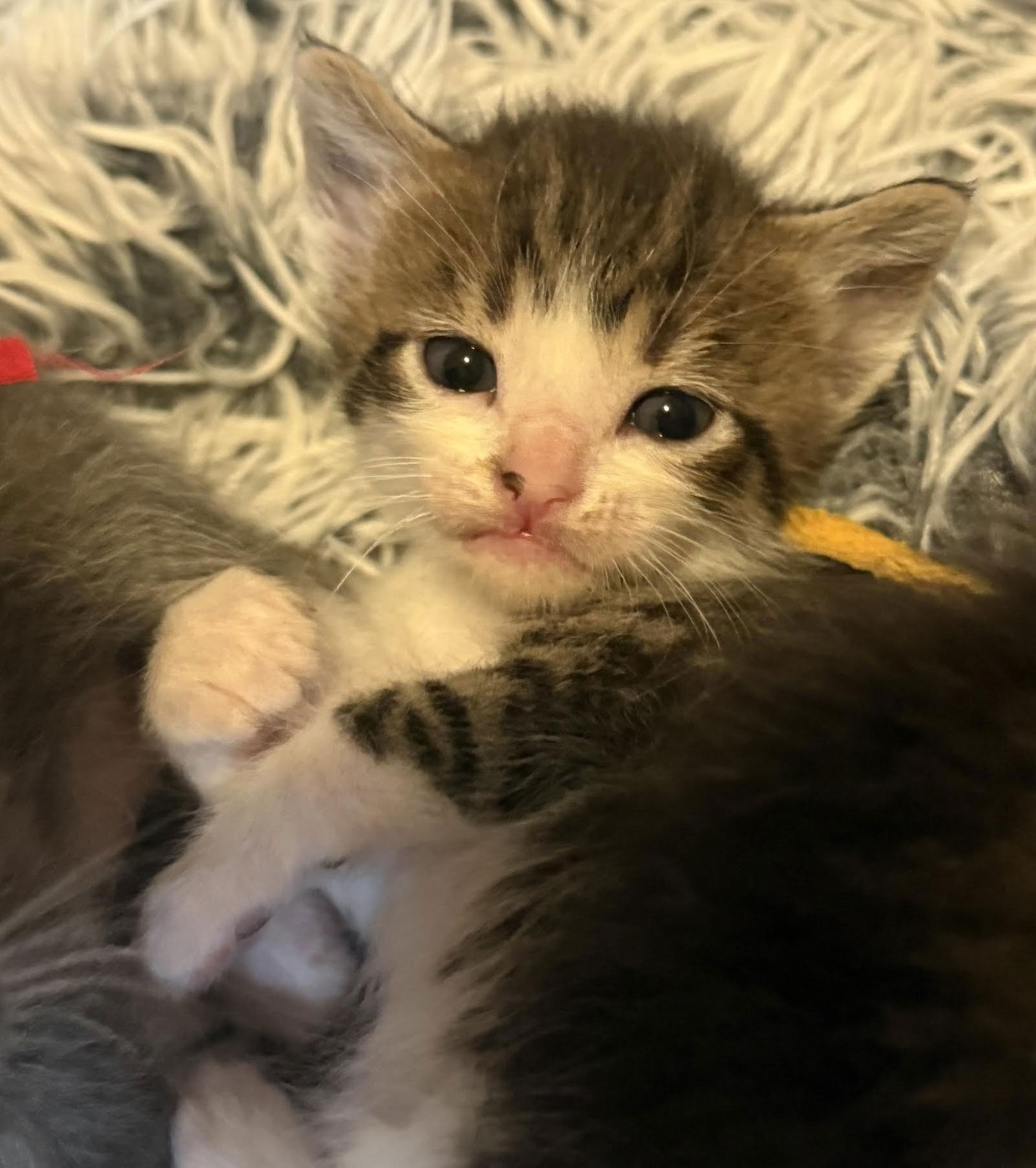 adoptable Cat in Saint Paul, MN named Walt Whitman