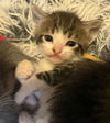 adoptable Cat in , MN named Walt Whitman