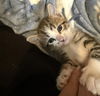adoptable Cat in , MN named Henry Longfellow