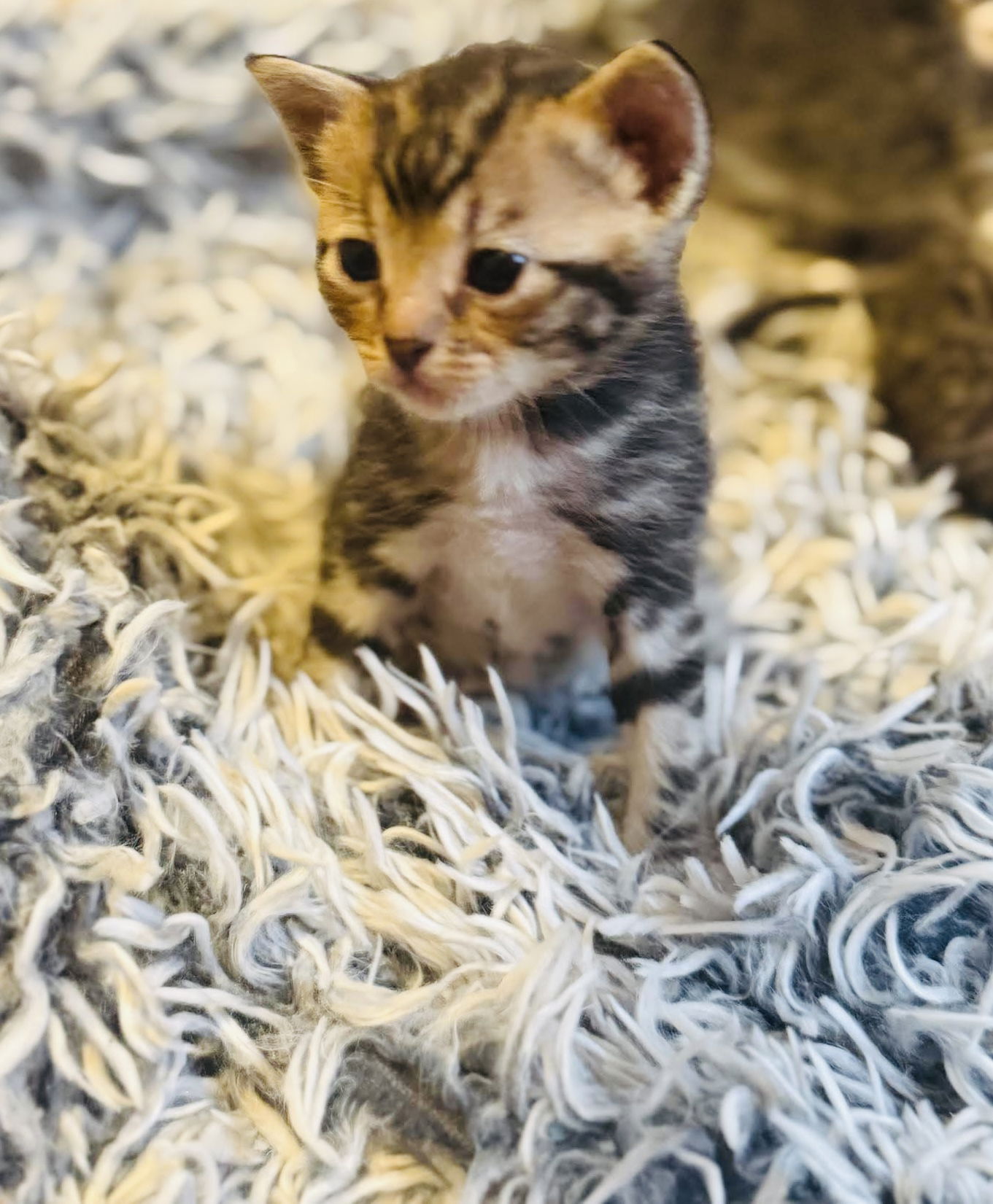 adoptable Cat in Saint Paul, MN named Langston Hughes
