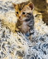 adoptable Cat in , MN named Langston Hughes