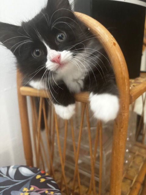 adoptable Cat in Princeton, MN named Gnocchi