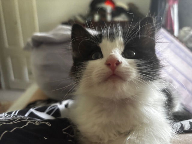 adoptable Cat in Princeton, MN named Grapefruit
