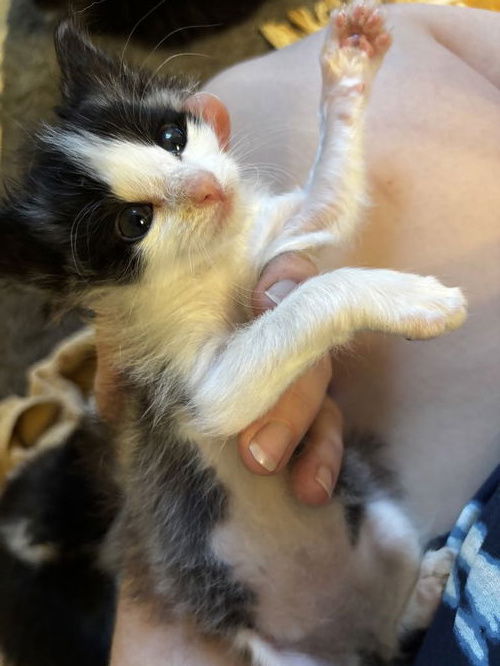 adoptable Cat in Princeton, MN named Guava