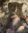 adoptable Cat in , MN named Pablo Neruda