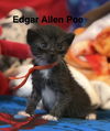 adoptable Cat in , MN named Edgar Allen Poe
