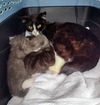 adoptable Cat in minneapolis, MN named Millicent