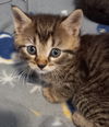 adoptable Cat in  named Hemingway