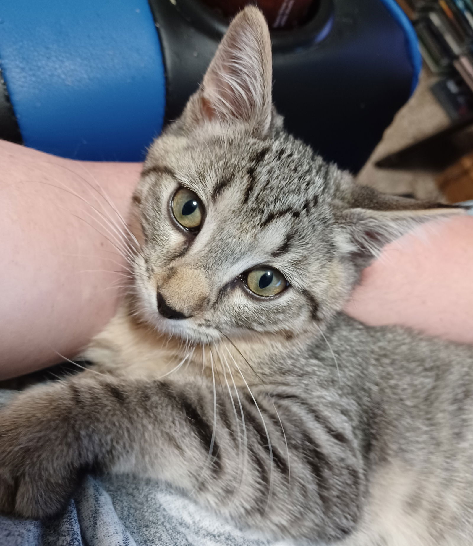 adoptable Cat in Princeton, MN named Hemingway