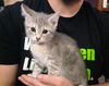 adoptable Cat in , MN named Peggy Carter