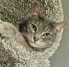 adoptable Cat in princeton, MN named Stella Rose