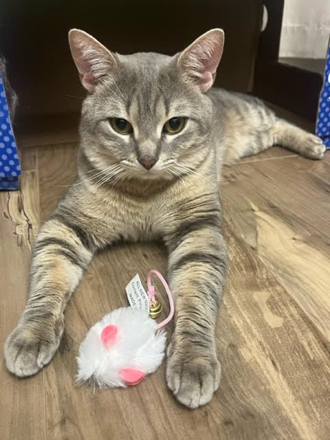 adoptable Cat in Princeton, MN named Lucky