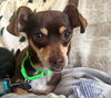 adoptable Dog in princeton, MN named Cade