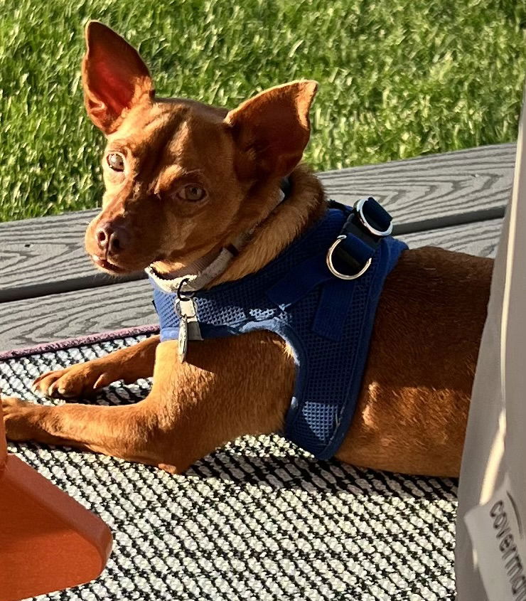 adoptable Dog in Princeton, MN named Rudolph