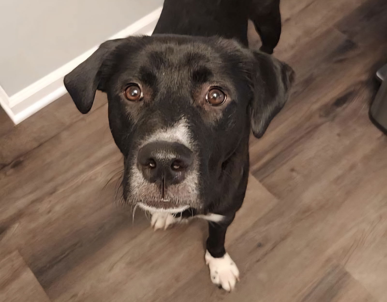 adoptable Dog in Princeton, MN named Maurice
