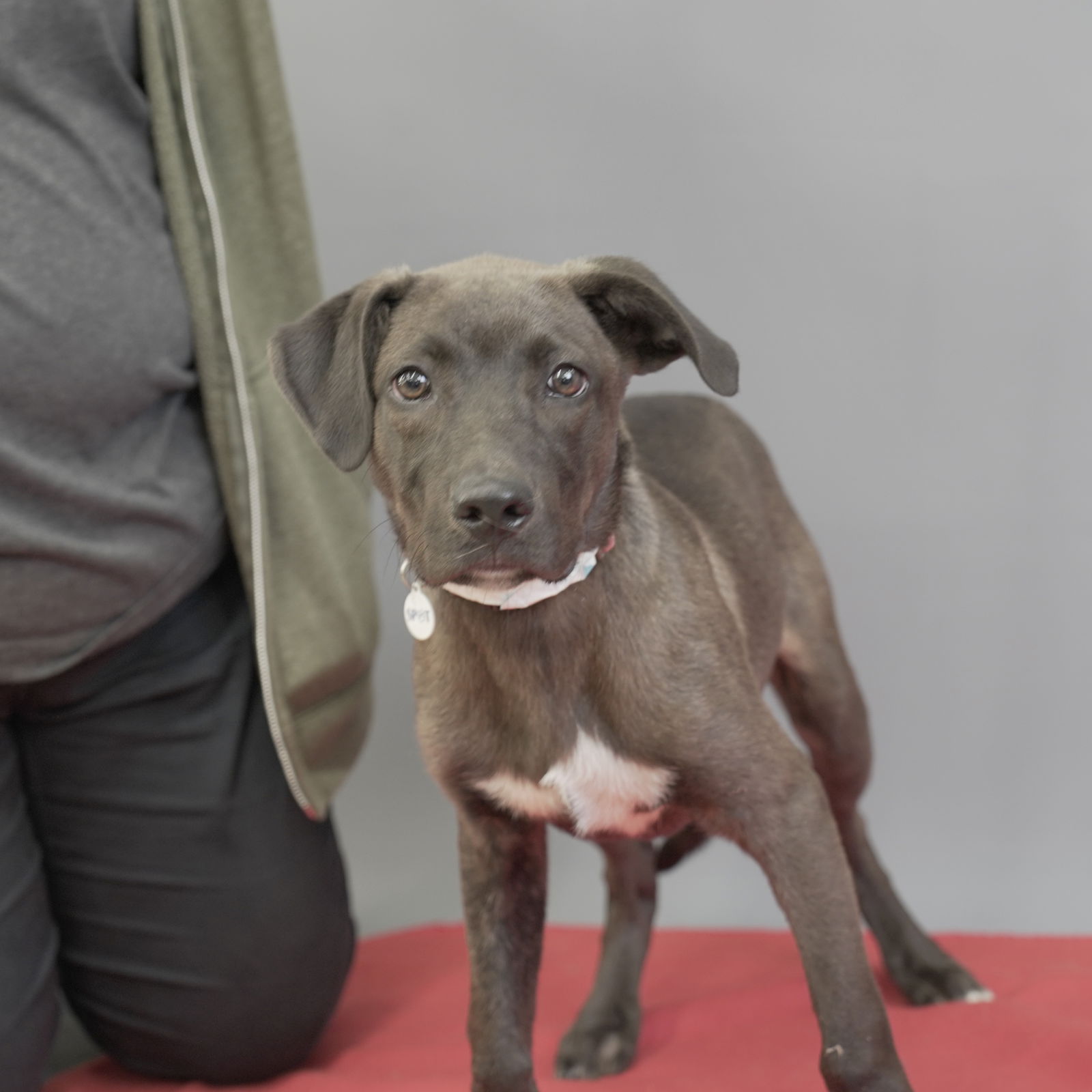 adoptable Dog in Princeton, MN named Jaxx