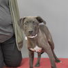 adoptable Dog in Princeton, MN named Jaxx