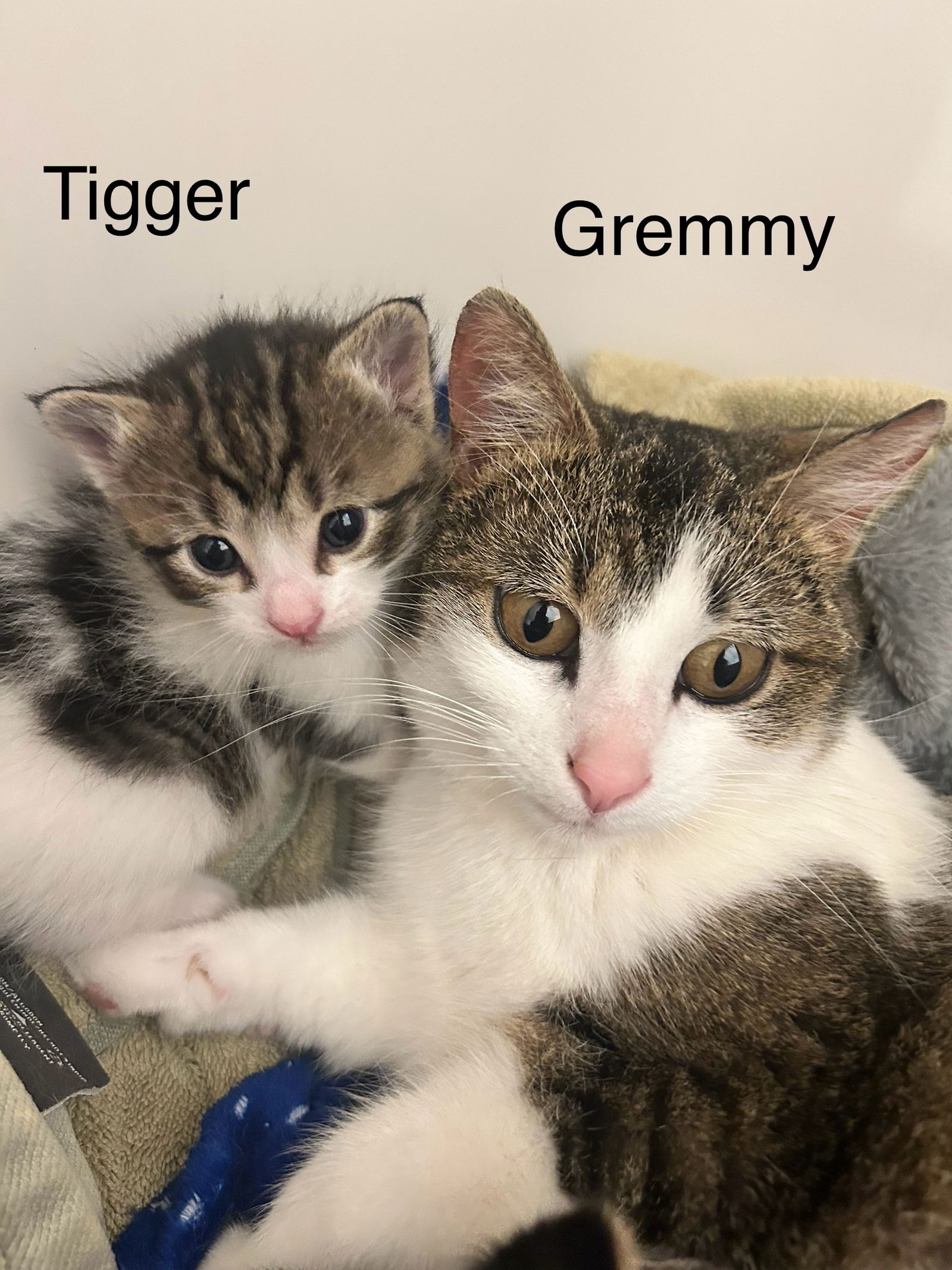 adoptable Cat in Princeton, MN named Gremmy