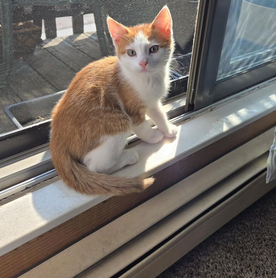 adoptable Cat in Princeton, MN named Sam Winchester