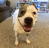 adoptable Dog in princeton, MN named Chaco