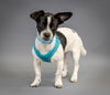 adoptable Dog in  named Parvati