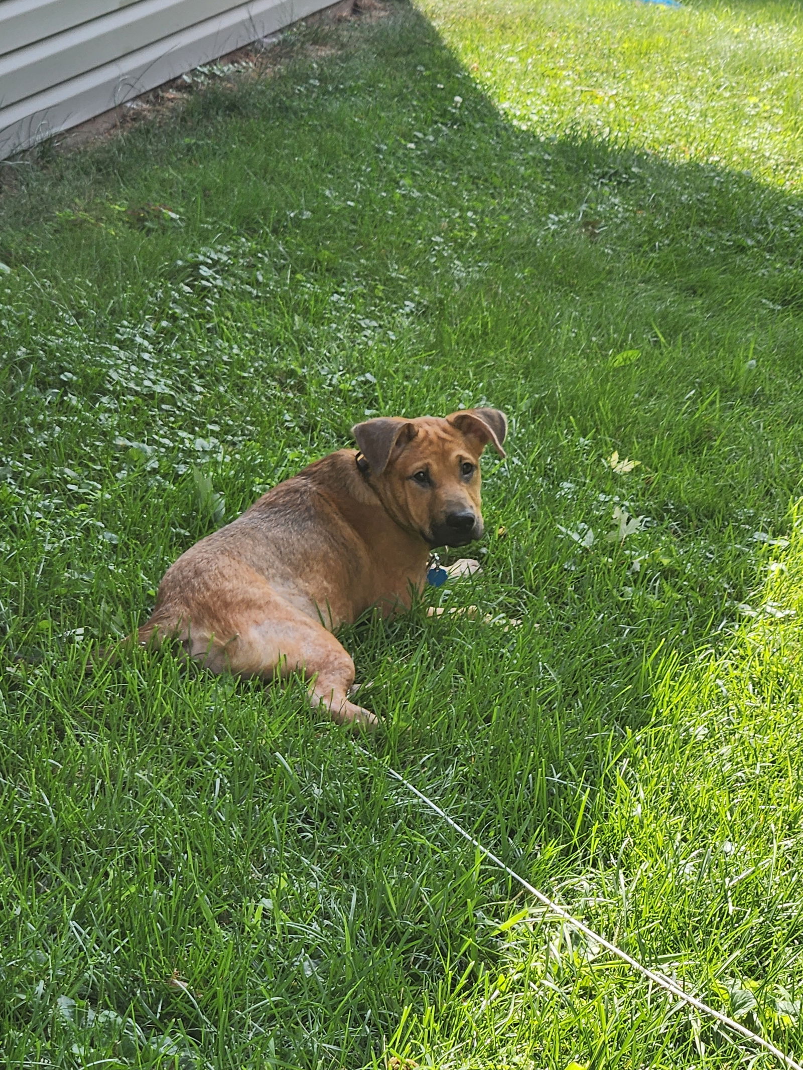 adoptable Dog in Princeton, MN named Kobe