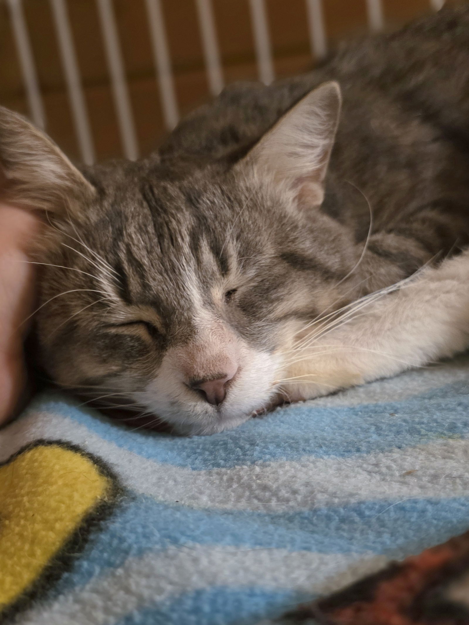 adoptable Cat in Zimmerman, MN named Dizzy