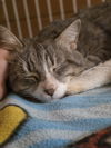adoptable Cat in zimmerman, MN named Dizzy