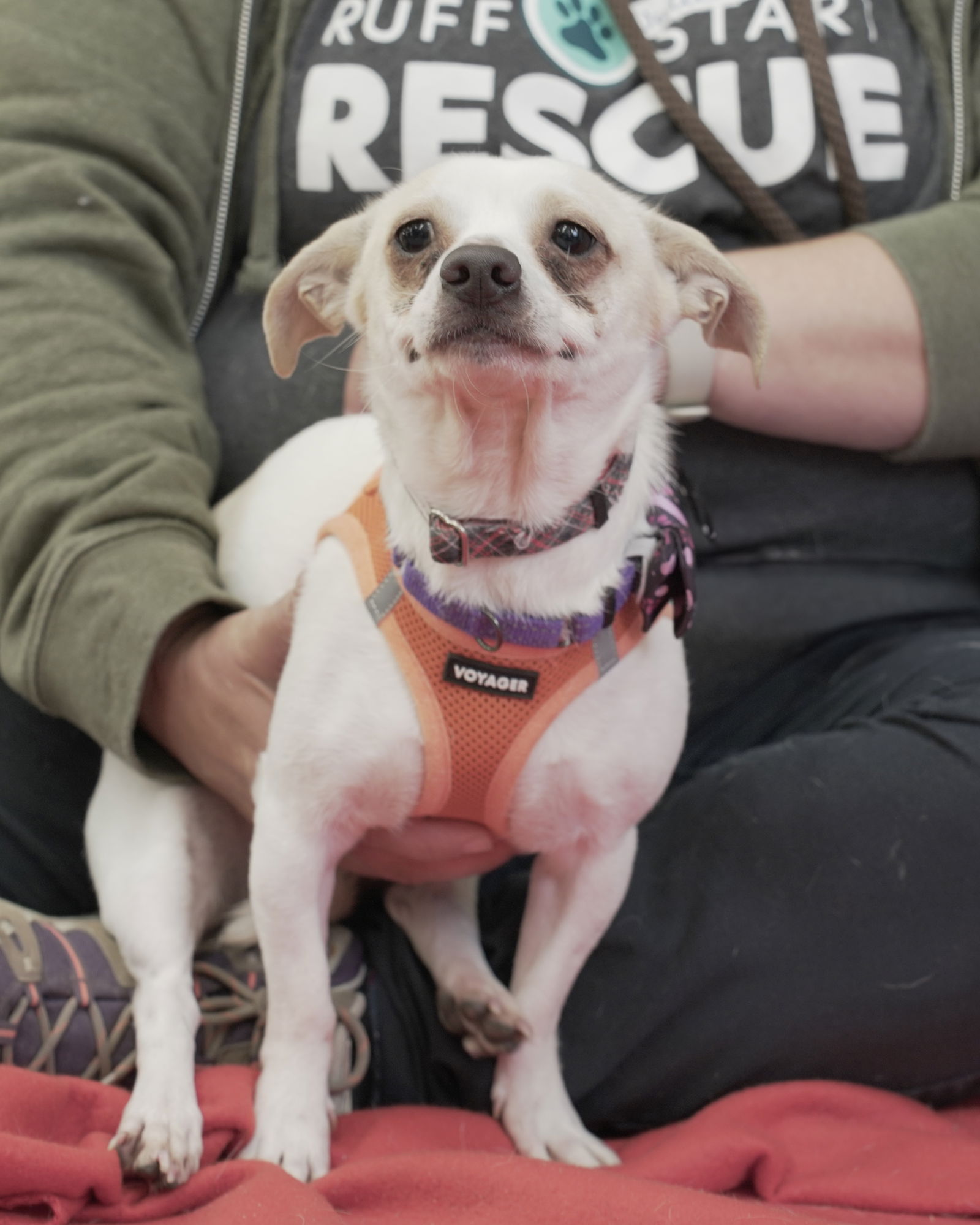 adoptable Dog in Princeton, MN named Furby
