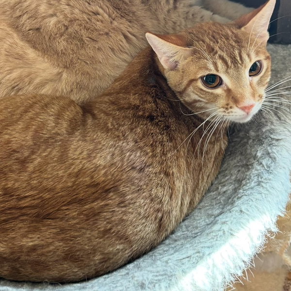 Nemo